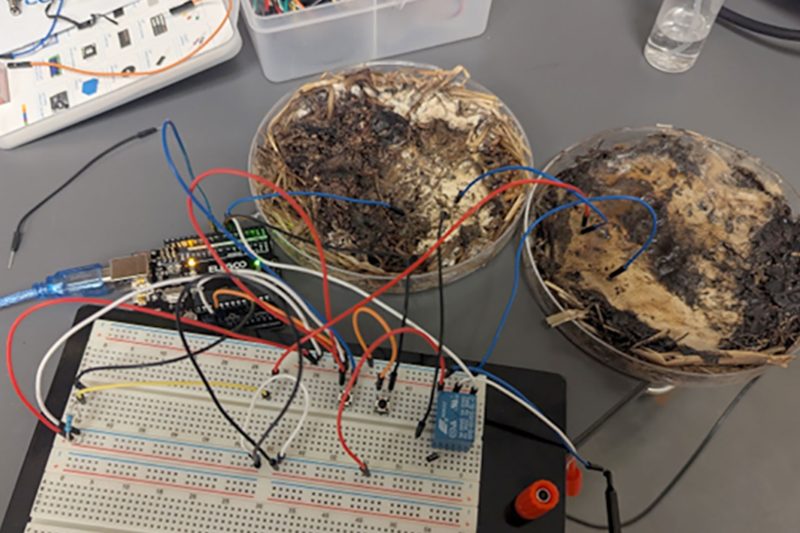 Shiitake Mushrooms Could Power the Next Generation of AI Chips — Ohio State’s Wild Memristor Breakthrough