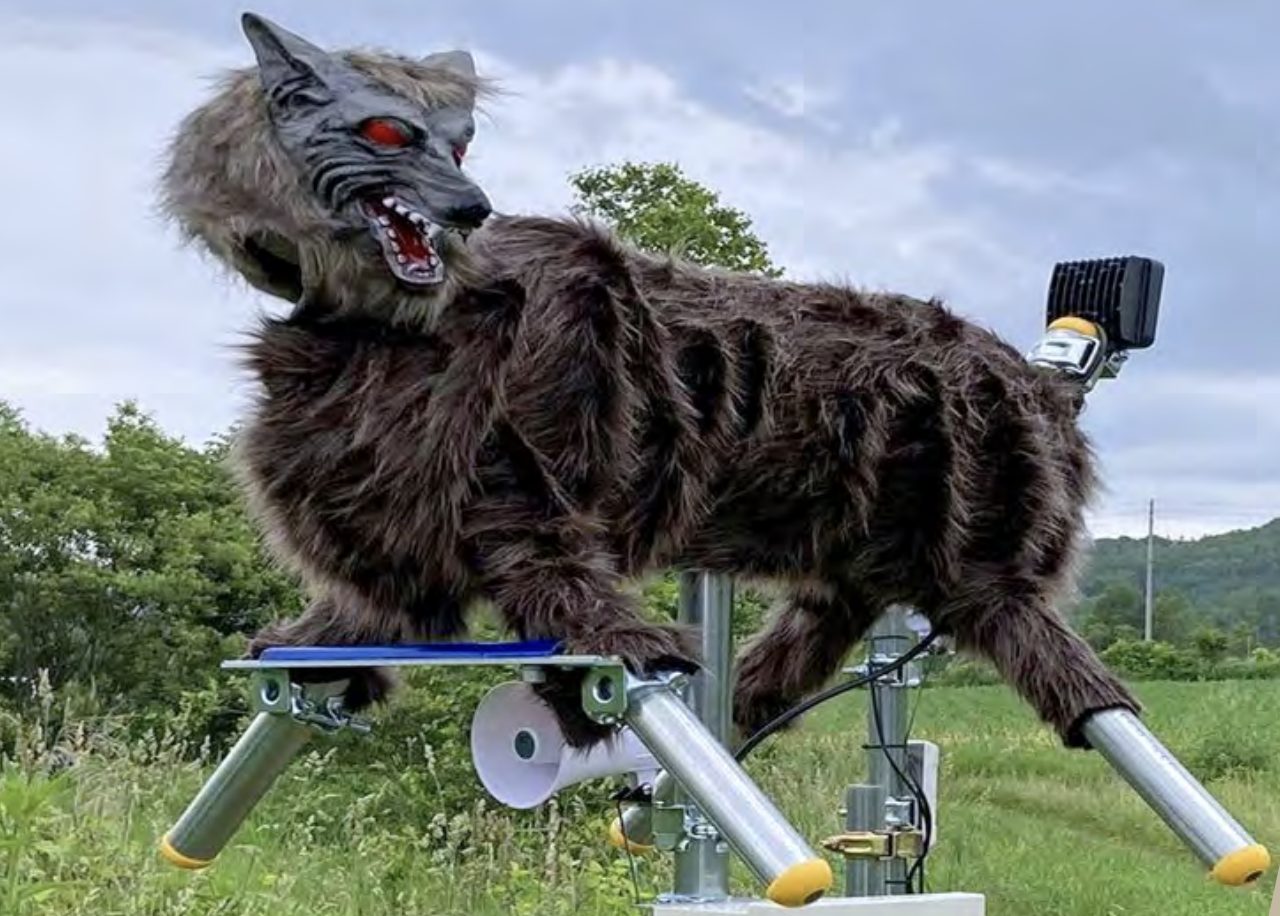 Robot 'Monster Wolves' in Japan Scare Bears, Boars » Explorersweb